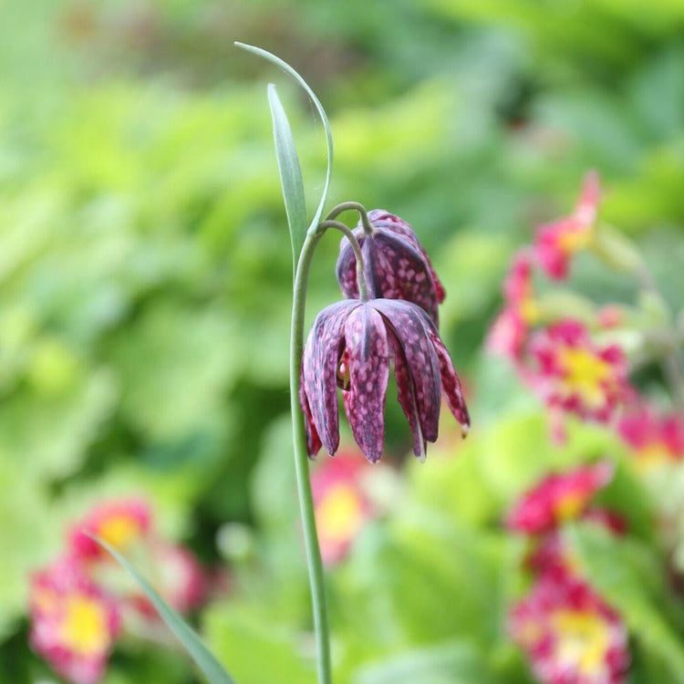 Fritillaria liliaceae Meleagris blooming in a spring garden among red and yellow primroses.