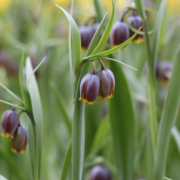 The delicate maroon and gold blossoms of Fritillaria liliacea Michailovsky blooming in a spring garden.
