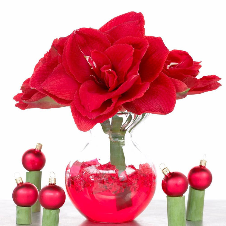 Amaryllis Double Cherry Nymph