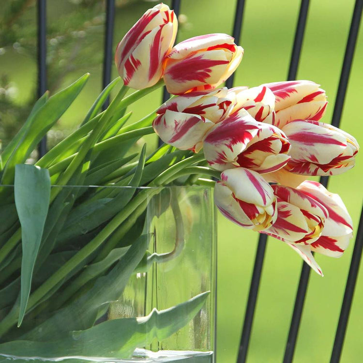 Tulip Triumph Grand Perfection