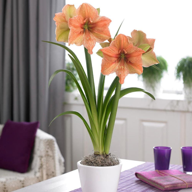 Amaryllis Single Exotica