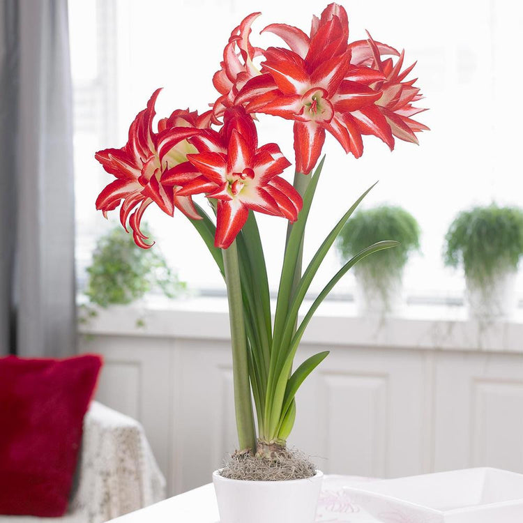 Amaryllis Double Splash