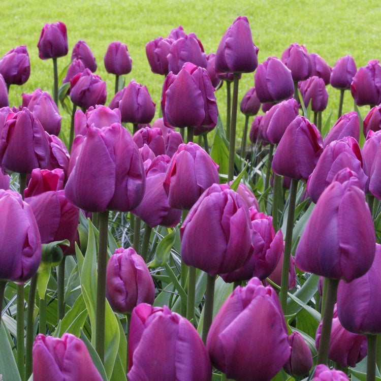 Mass planting of deep purple midseason tulips featuring the Triumph tulip Negrita.