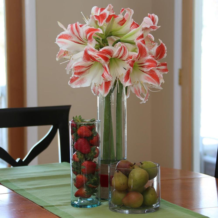 Amaryllis Single Amorice