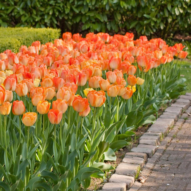Large planting of Darwin hybrid tulip Daydream in shady garden setting with brick walkway.