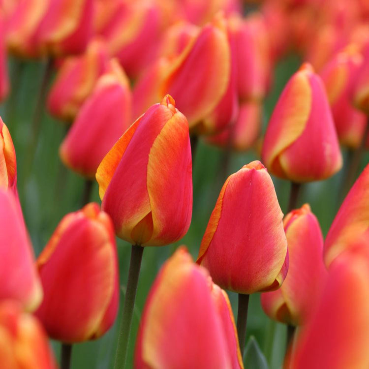 Group of tulips in garden setting showing Darwin hybrid Oxford Elite with red, rose-pink and yellow petals.