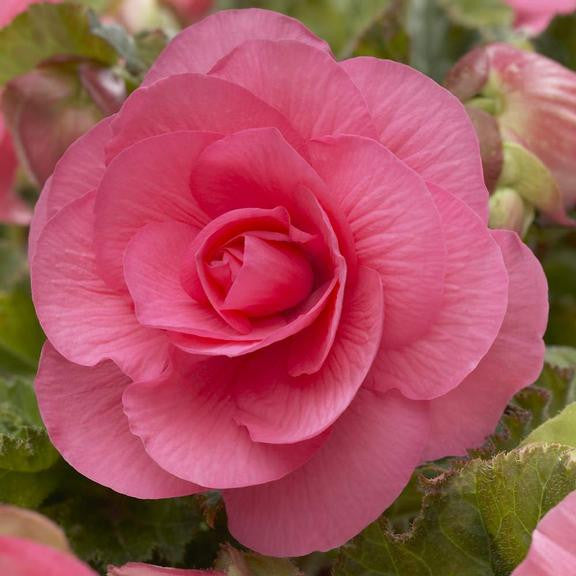 Roseform Pink double begonia, an upright, tuberous begonia with large, deep pink flowers all summer.