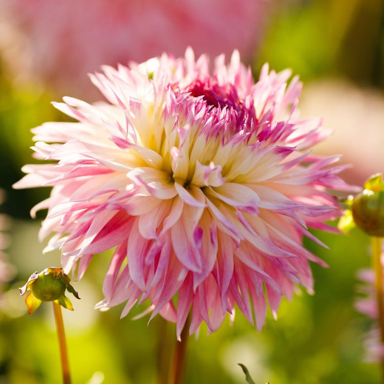 Pink and white dinnerplate dahlia Nadia Ruth, showing a single, frilly blossom in a garden setting.