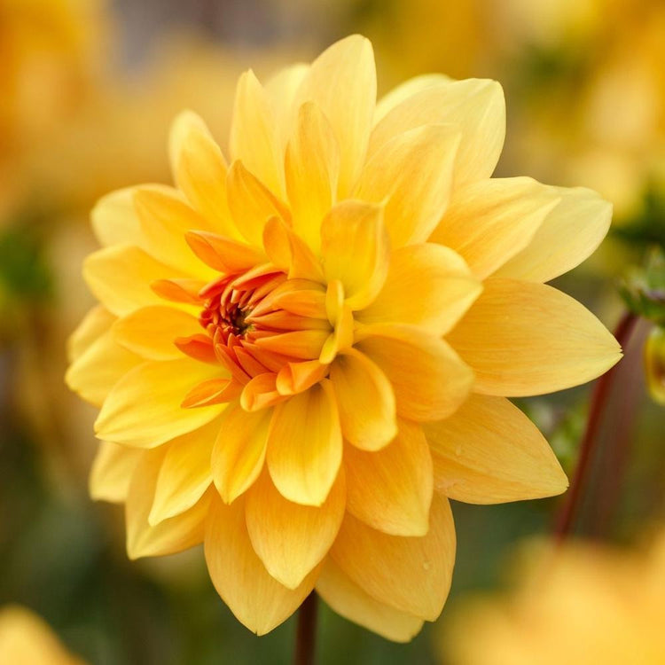 One blossom of dahlia Karma Gold, showing this flower's luminous golden yellow and butterscotch petals.