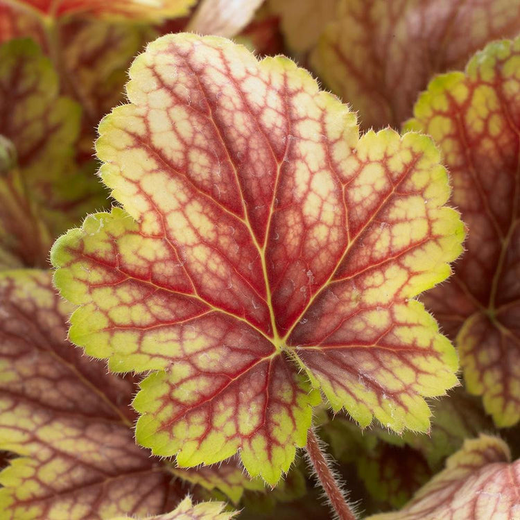 Heuchera Picasso