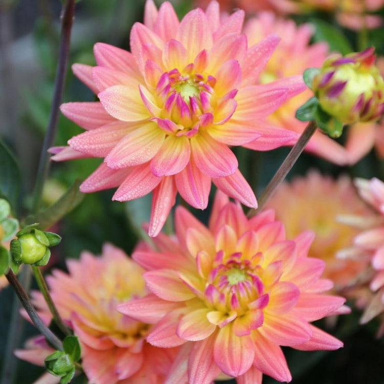 Cactus dahlia Karma Corona growing in a flower garden, showing several spiky, salmon pink flowers with pale yellow centers.