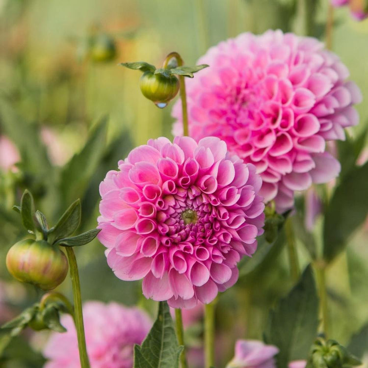 Ball dahlia Stolze von Berlin growing in a summer flower garden, showing multiple , 3" diameter blossoms with perfectly round, tightly rolled petals