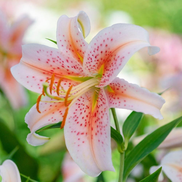 giant star kissed flower lily bulbs Lily Oriental Salmon Star - 5 bulbs
