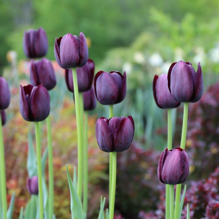 A group of burgundy and maroon single late tulips Queen of Night in a spring garden setting.