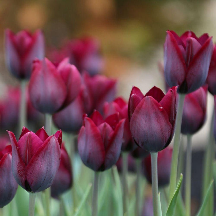 A large group of dark burgundy Ronaldo Triumph tulips in a spring garden.