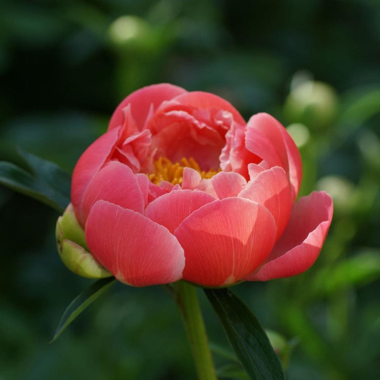Peony Lactiflora Coral Charm (Fall)