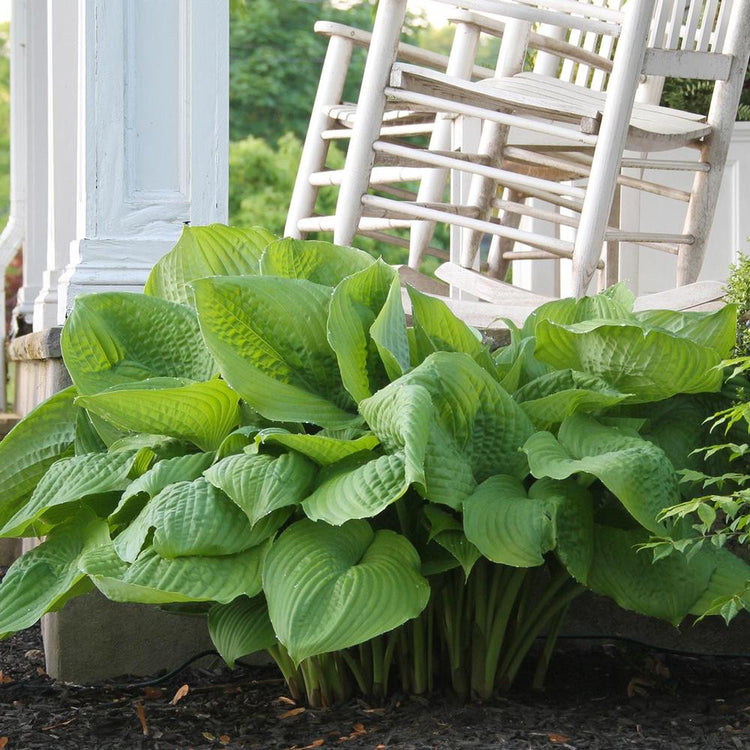 Hosta Large Leaf Sum and Substance