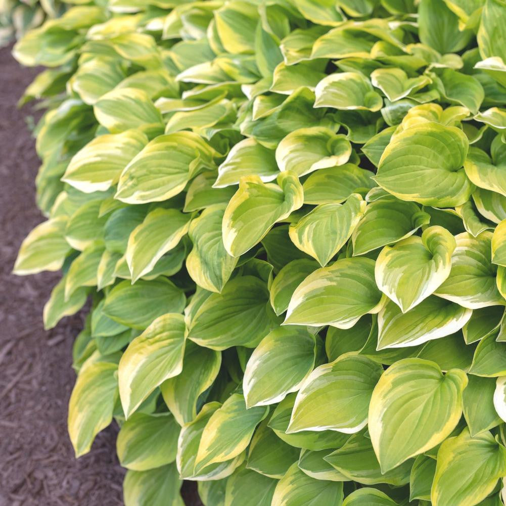 Hosta Medium Leaf Golden Tiara - 3 Bare Roots