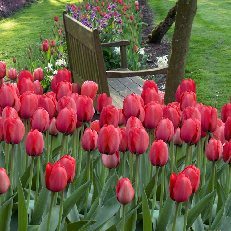 A large flower bed filled with dozens of late-blooming bright red tulips featuring the single late variety Sky High Scarlet.