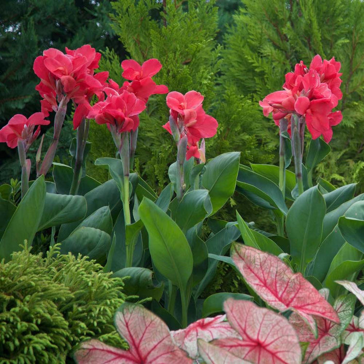 Canna Pink Magic growing in a sunny summer garden, displaying its tropical foliage and bright, coral pink flowers.