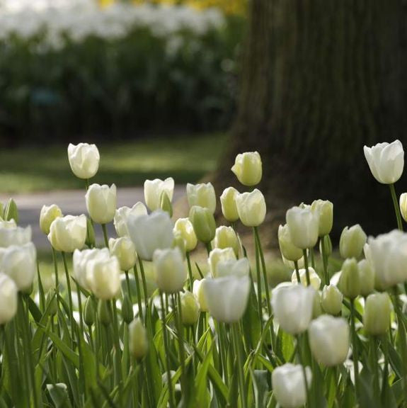 Tulip Single Late Maureen