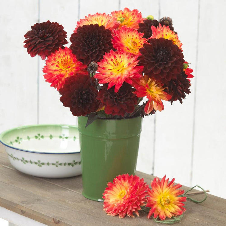 A green metal vase filled with two types of decorative dahlias including wine-red Arabian Night and the yellow and orange flowers of Procyon.