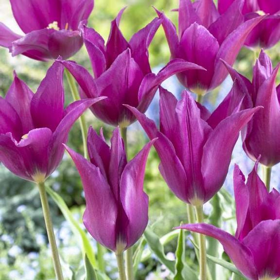 Group of Purple Dream lily flowering tulips showing shapely violet-purple flowers with flared petals and a white base.