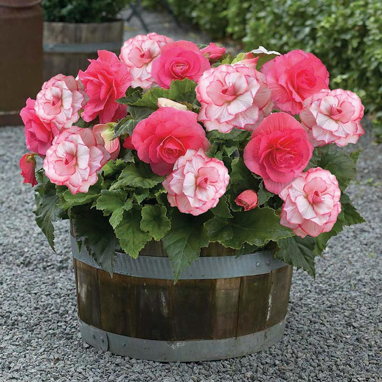 Tuberous begonias Upright Double Roseform Pink and Picotee White growing together in a patio planter.