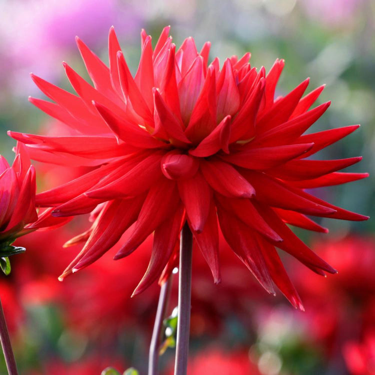 Side view of a single blossom of cactus dahlia Red Corona, showing the flower's vibrant red color and tightly quilled petals.