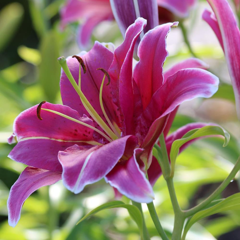 Lily Oriental Cobra - 5 bulbs