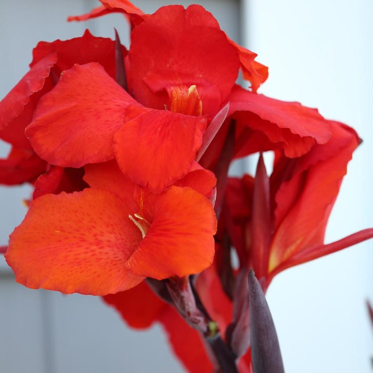 The bright, red-orange flowers of canna Australia.