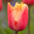 Side view of single Lambada tulip flower showing rose-pink and orange petals with yellow fringe.