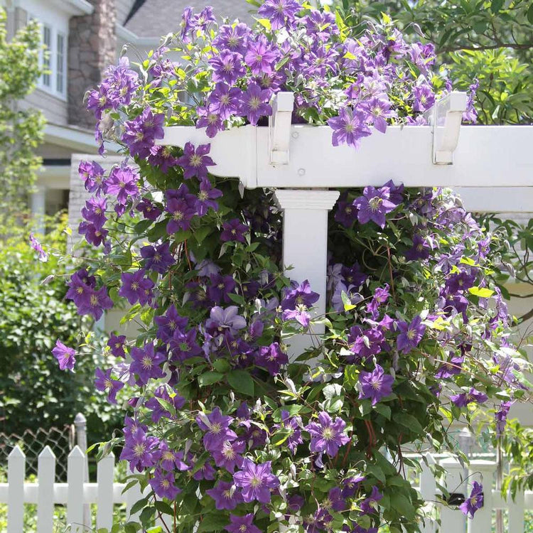 Clematis Standard Ramona