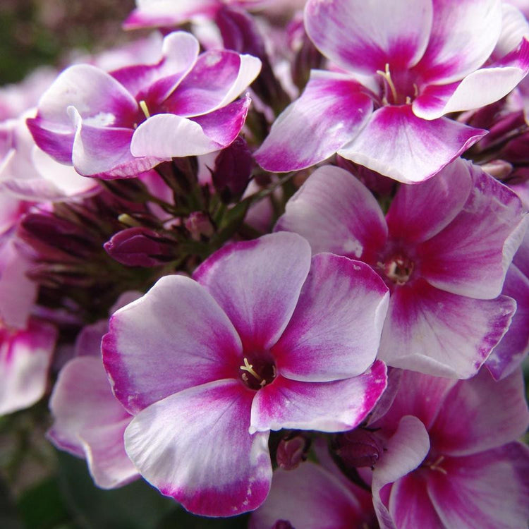 Phlox Paniculata Neon Flare Blue