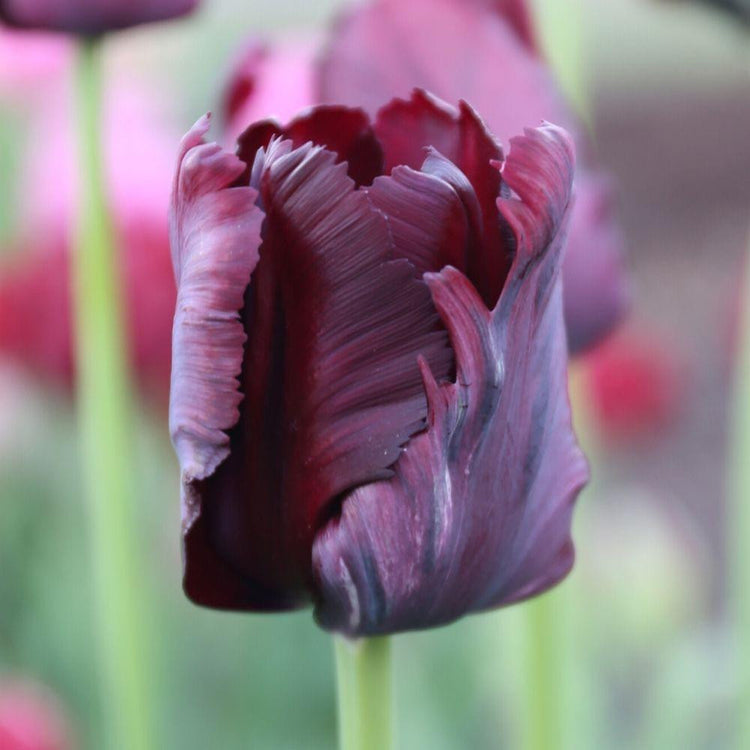 Tulip Black Parrot