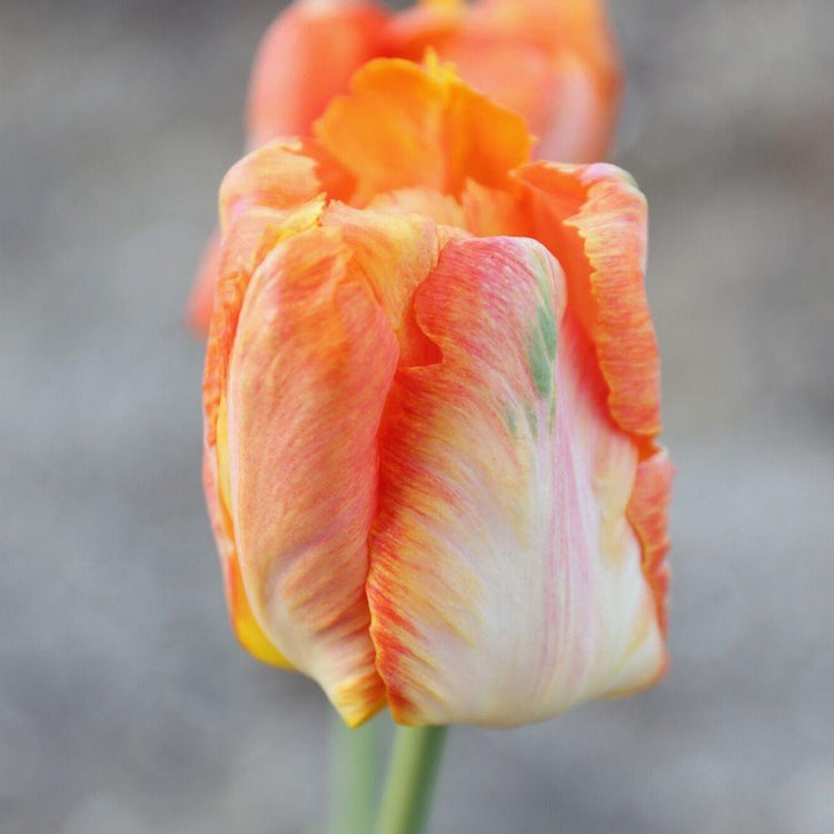 One Parrot King tulip flower shown from the side, highlighting the fringed and puckered creamy white petals with orange edges and green feathering.