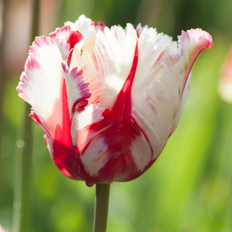 A single blossom of parrot tulip Estella Rijnveld showing fringed white petals decorated with brilliant red stripes and stippling.