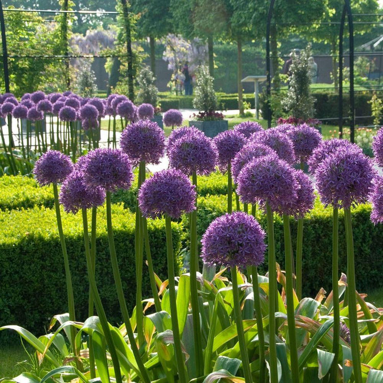 A large planting of Globemaster giant allium in a late spring garden, showing the 10" diameter, globe-like flowers on tall stems.