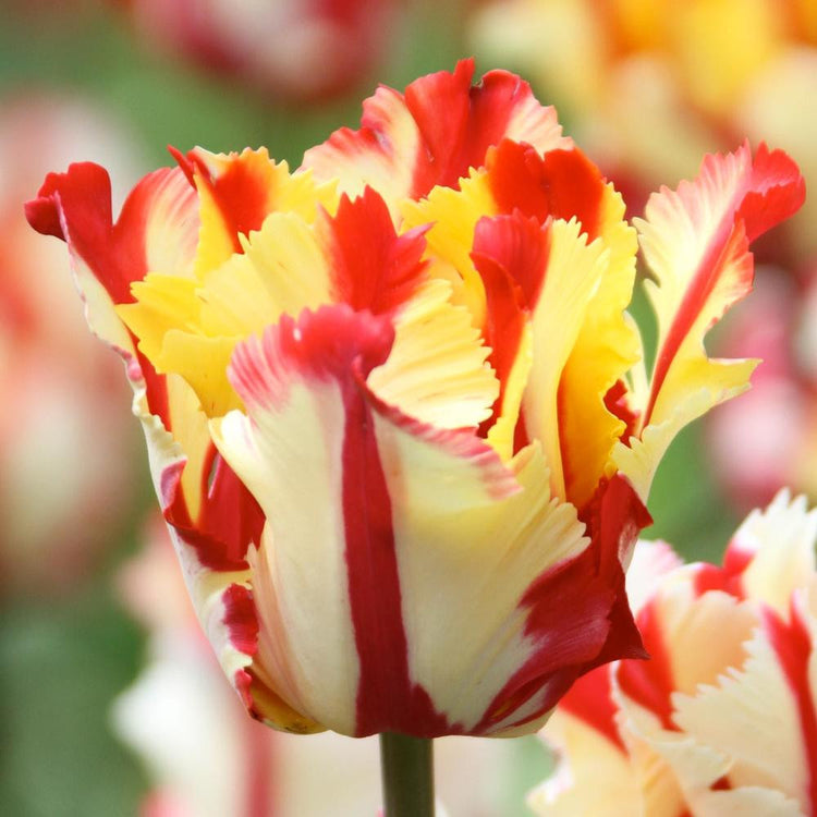 Single blossom of parrot tulip Texas Flame in garden setting showing ruffled and fringed white petals with red stripes and flares.