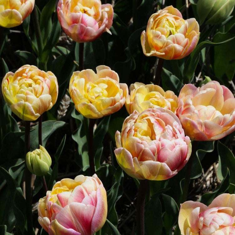 Looking down on group of Creme Upstar double late tulips showing pale yellow flowers with pink accents.