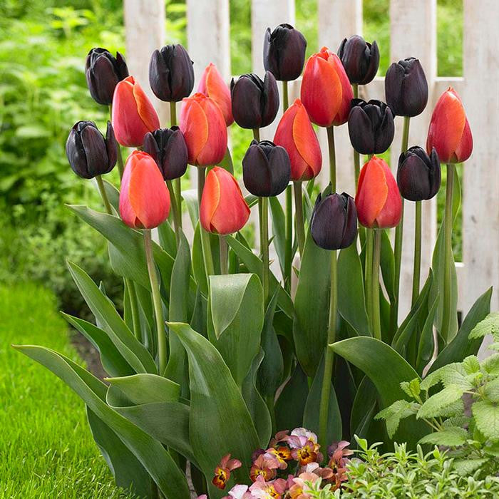 Tulips in a spring garden near a white picket fence, showing a mix of orange tulips Ad Rem and maroon tulips Queen of Night.