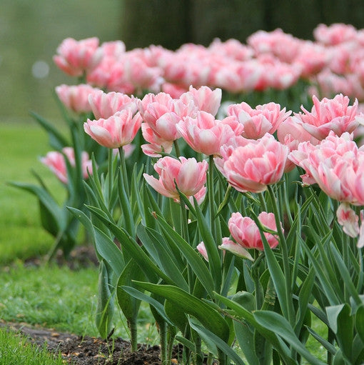 A large planting of double early tulip Foxtrot, showing this variety's lush, pale pink and white flowers.