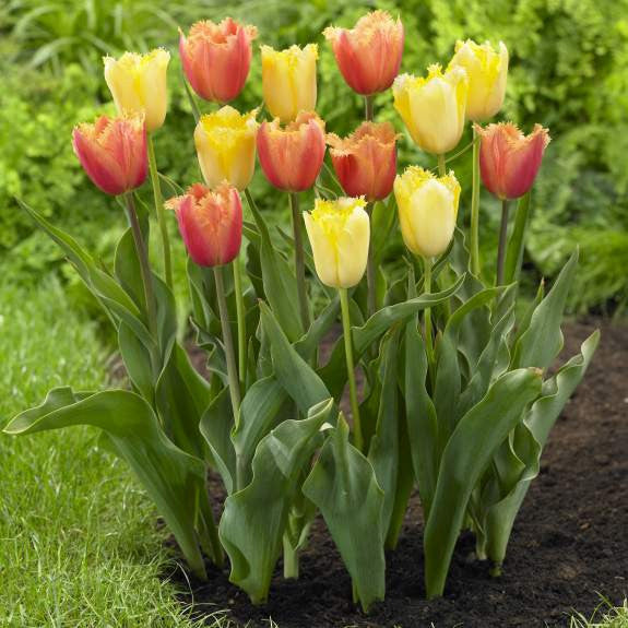 A spring garden bed filled with a mix of two fringed tulip varieties, featuring the pink, orange and yellow flowers of Lambada and the solid yellow tulip Maja.
