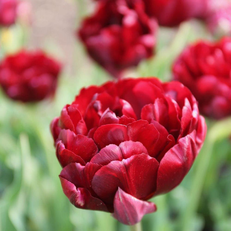 Overhead view of several dark red double late Midnight Magic tulips showing full, peony-like flowers.