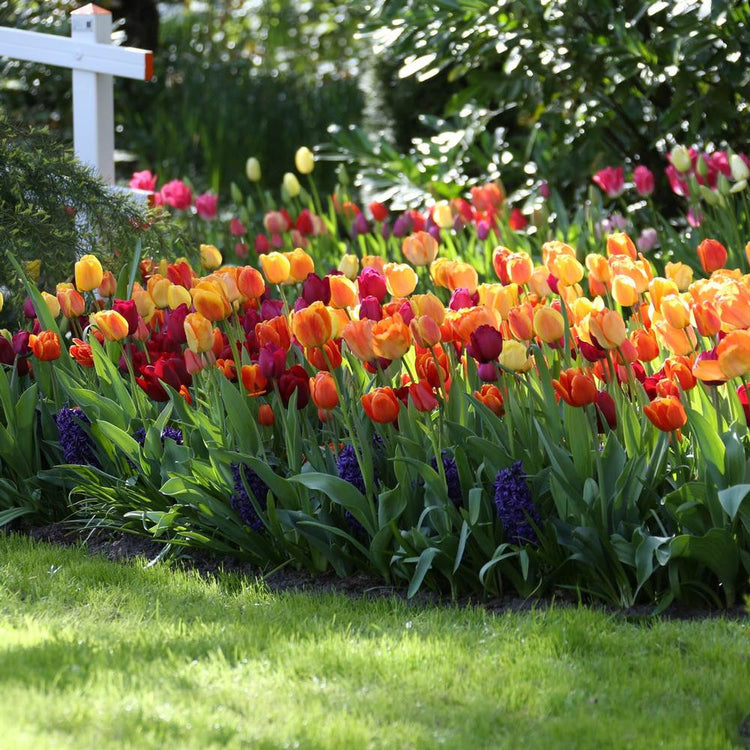 A large flower garden filled with Brilliant Mix triumph tulips in a blend of warm colors that include yellow, orange and burgundy.