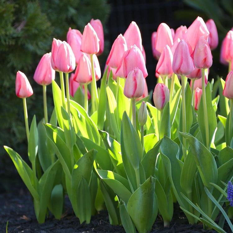 Two dozen flamingo pink Mystic Van Eijk Darwin hybrid tulips in a garden in morning light.