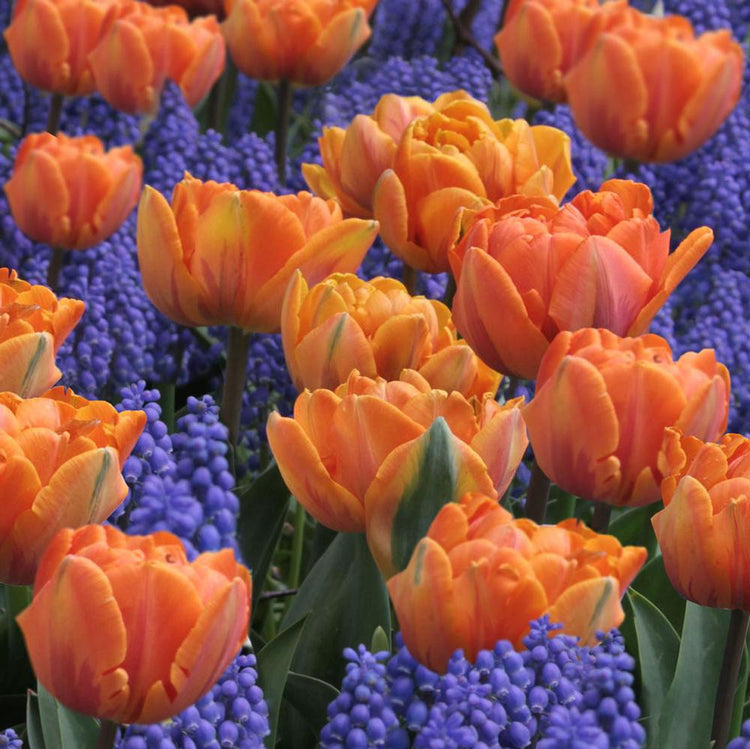 Tulip Double Late Orange Princess