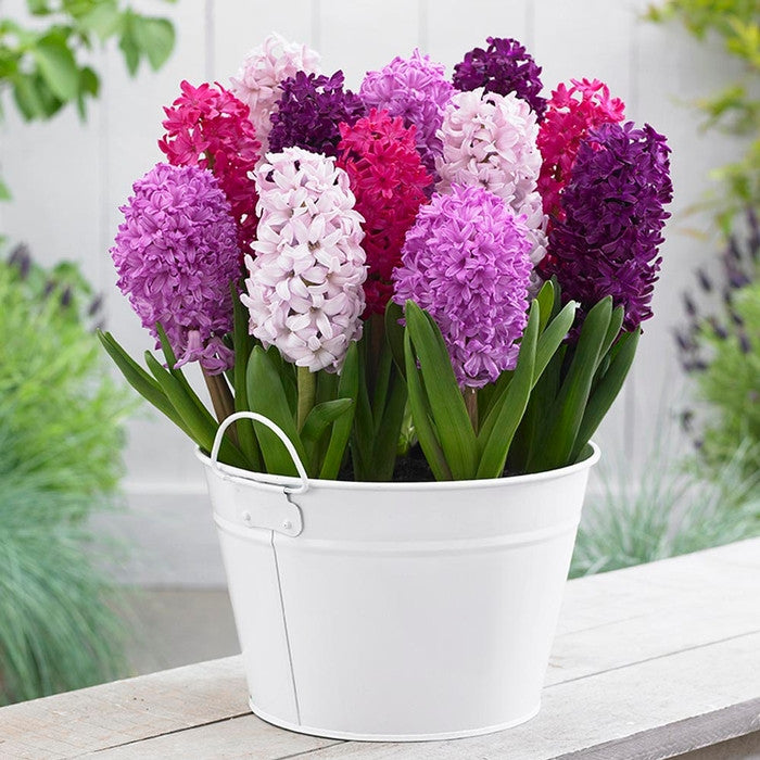 Hyacinth orientalis Fierce Mix blooming in a white metal container, featuring a berry-colored blend of purples and pinks.