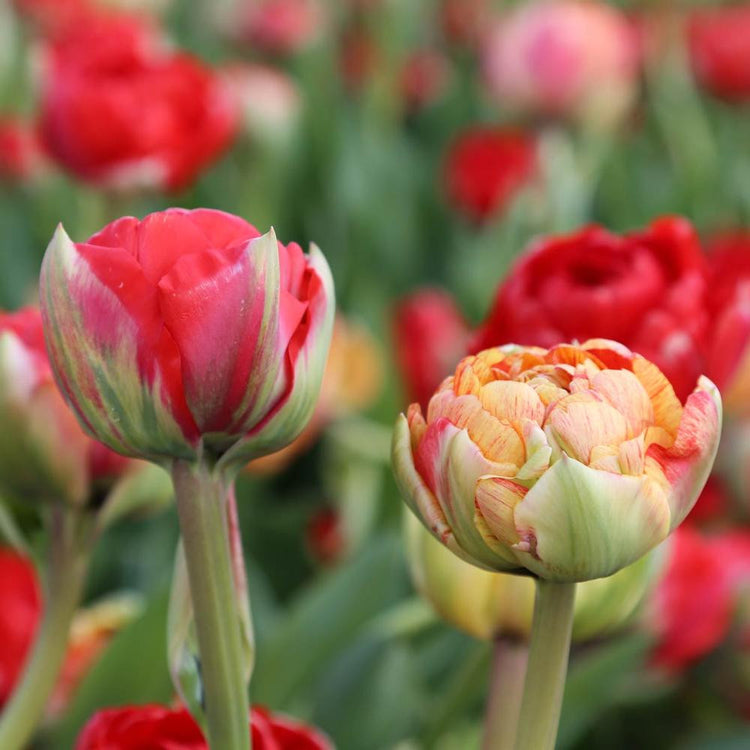 Two blossoms of double late tulip Gudoshnik showing yellow and red color variations.