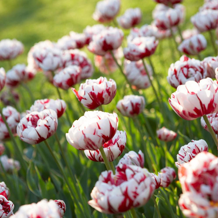 Large planting of double late tulip Carnival de Nice showing side view of red and white striped petals.